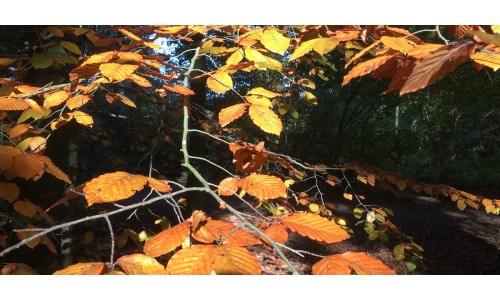 Nieuw bij Rozen.nl: Speciale Herfst Boeketten